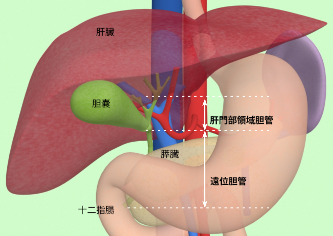 胆管がん 一般社団法人 日本肝胆膵外科学会